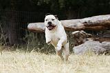 BOULEDOGUE AMERICAIN 067